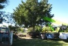 Cooma NSWtree-management-services-4.JPG; ?>